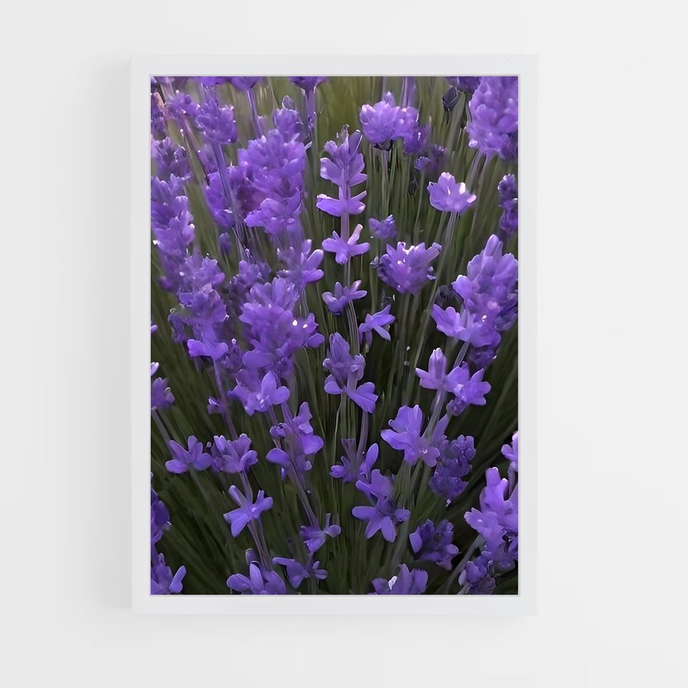 ap-lavender-6 cadre Blanc