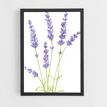 ap-lavender-7 cadre Noir