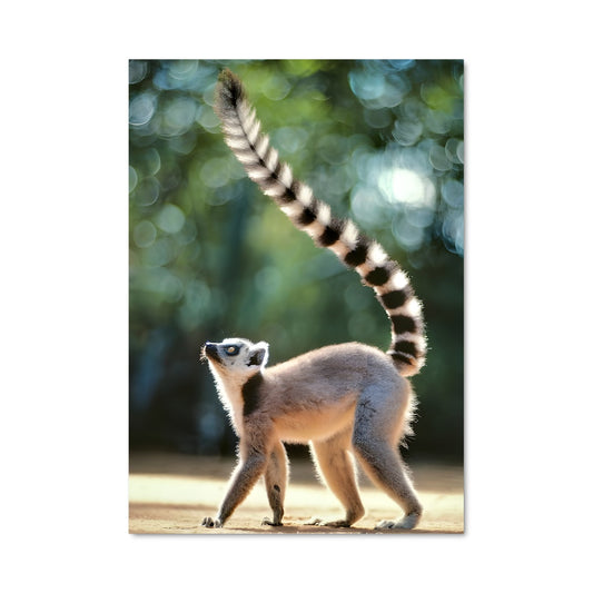 Poster Lémurien en Folie