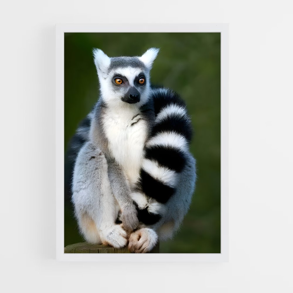 ap-lemur-4 cadre Blanc