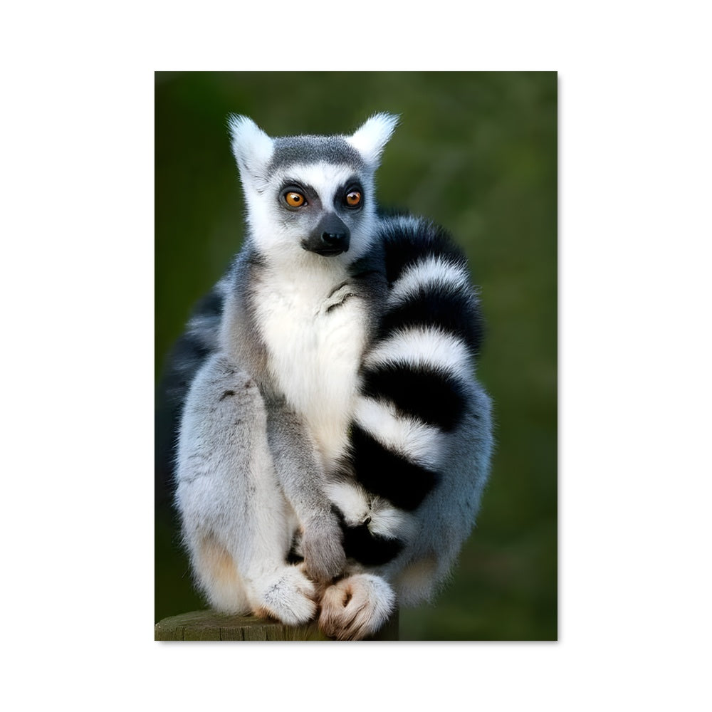 Poster Lemur sur le Tronc