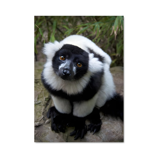 Poster Lémurien en Noir et Blanc