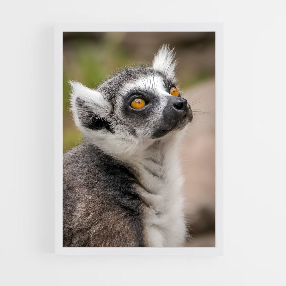 ap-lemur-7 cadre Blanc