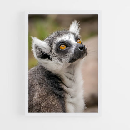ap-lemur-7 cadre Blanc