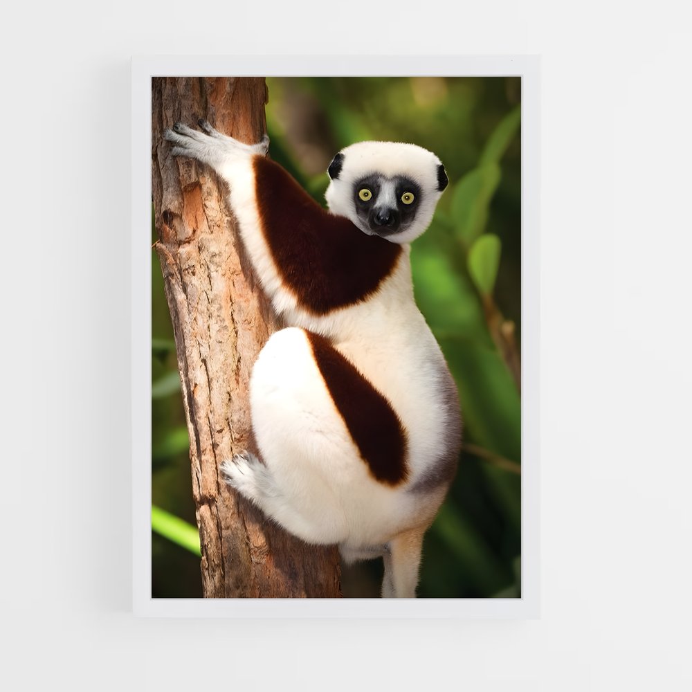 ap-lemur-9 cadre Blanc