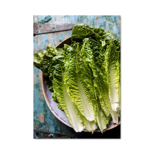 Poster Salade Romaine
