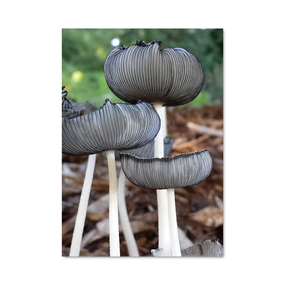 Poster Champignons Liberty