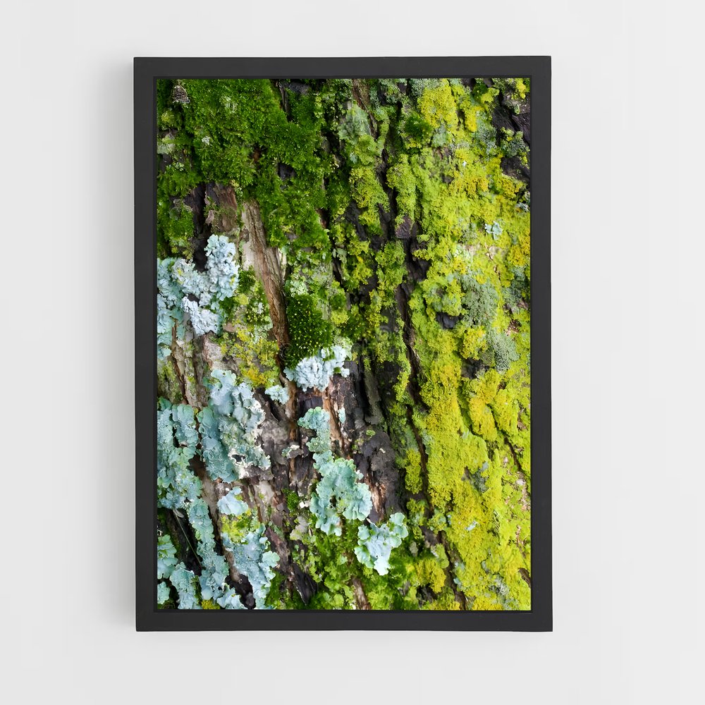 ap-lichen-1 cadre Noir