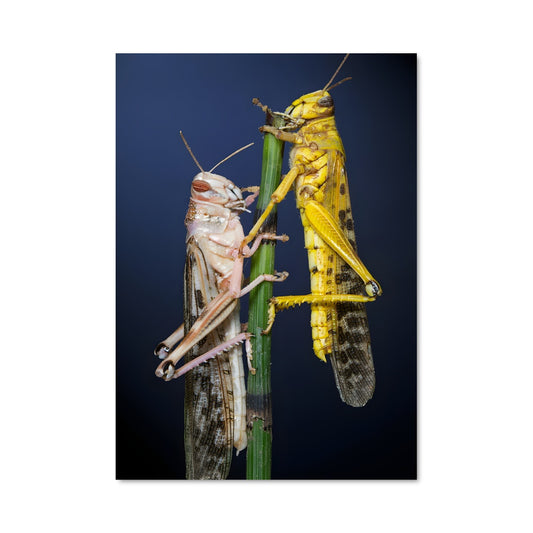 Poster Cile Cile Cile