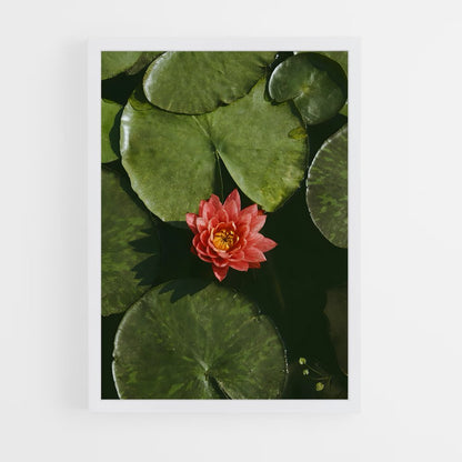 ap-lotus-5 cadre Blanc