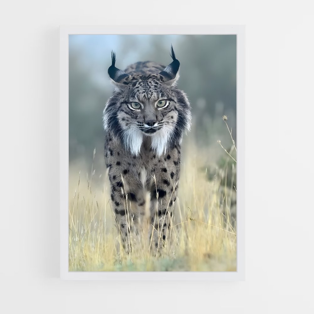 ap-lynx-5 cadre Blanc