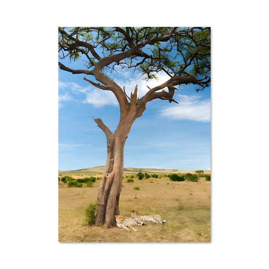 Poster Léopard au Repos