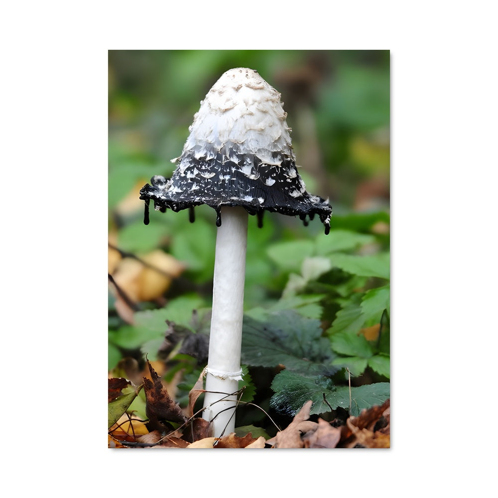 Poster Magic mushroom 94244