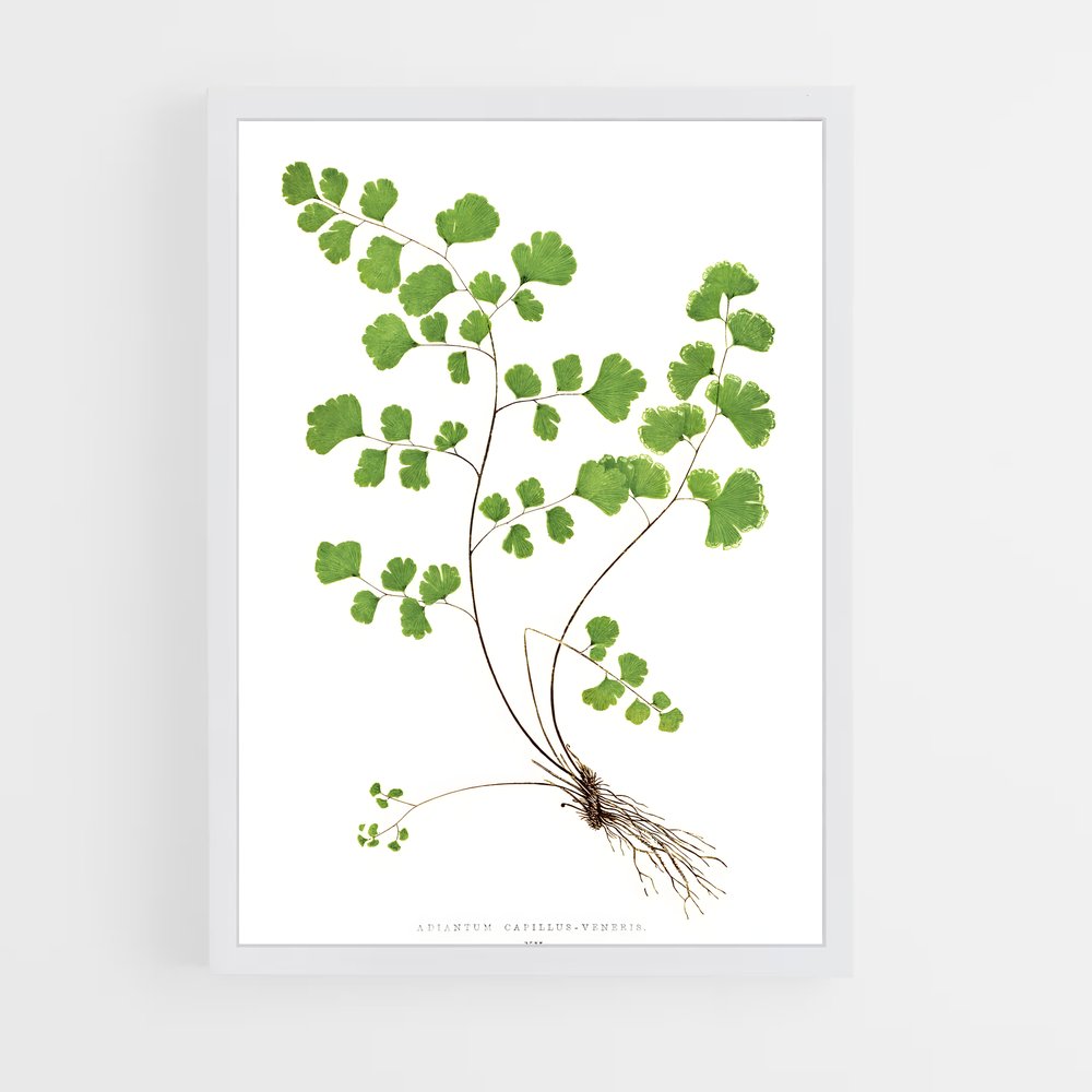 ap-maidenhair fern-2 cadre Blanc