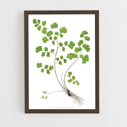 ap-maidenhair fern-2 cadre Bois foncé