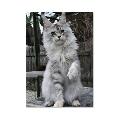 Poster Le Maine Coon Majestueux