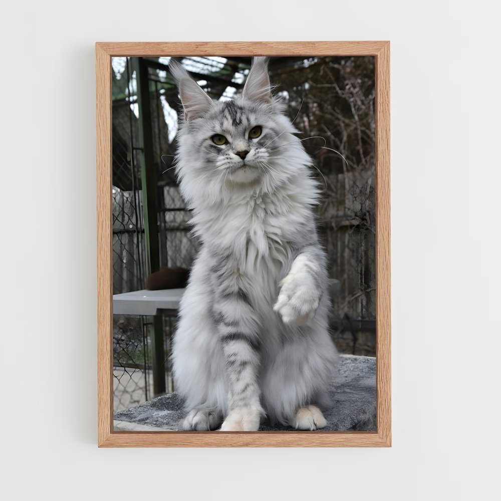 ap-maine coon-1 cadre Bois clair