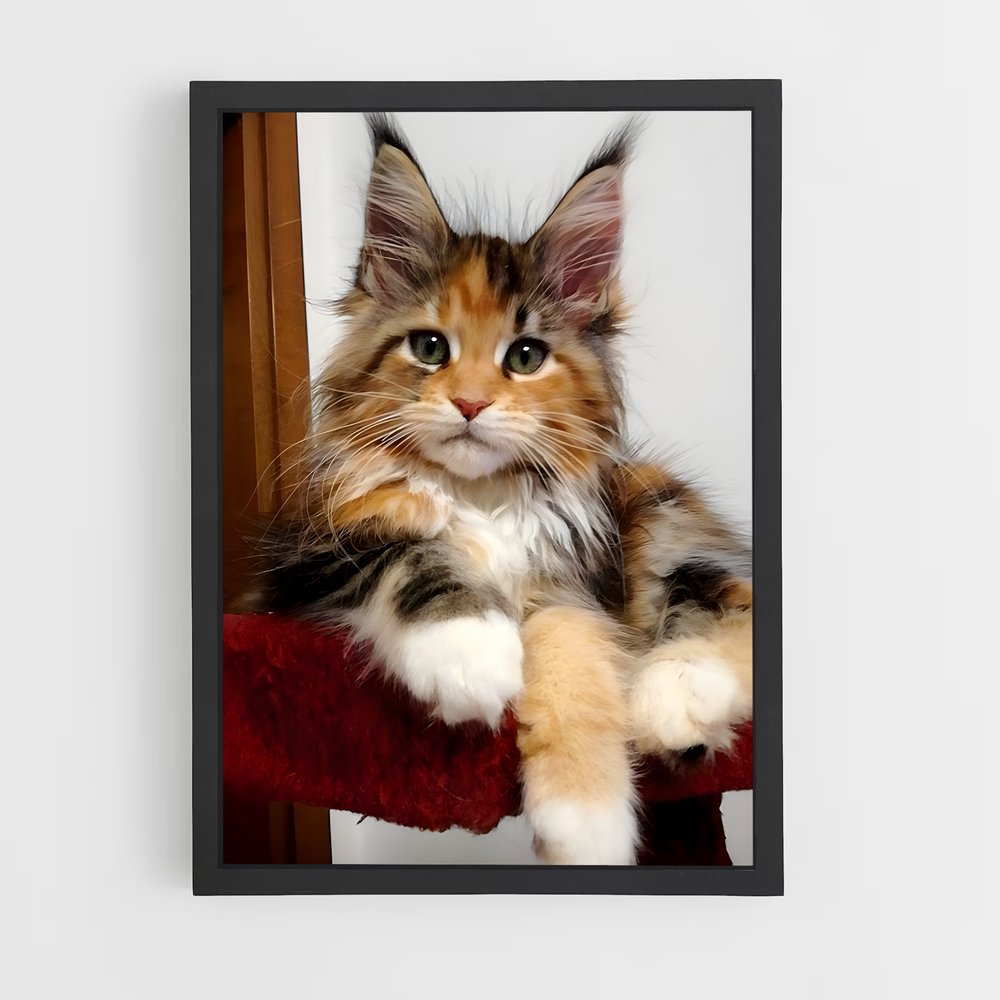 ap-maine coon-11 cadre Noir