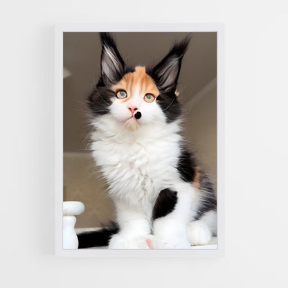 ap-maine coon-3 cadre Blanc