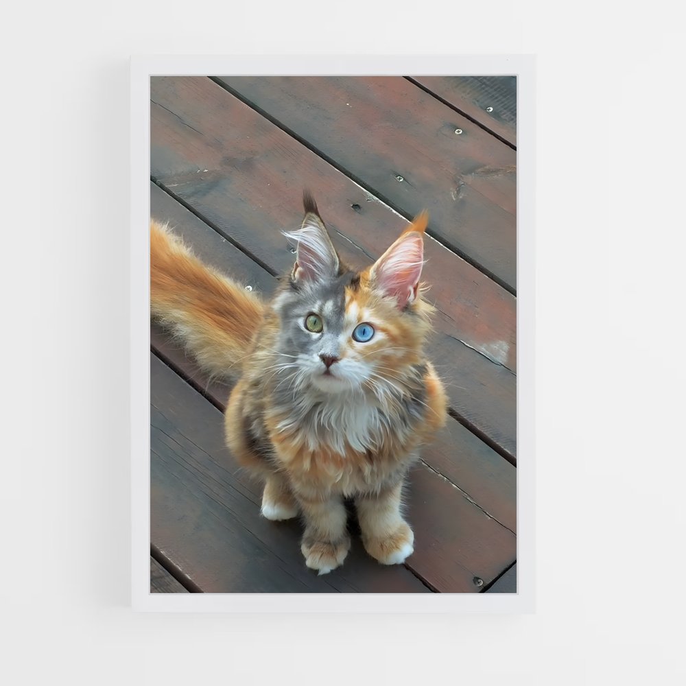 ap-maine coon-4 cadre Blanc