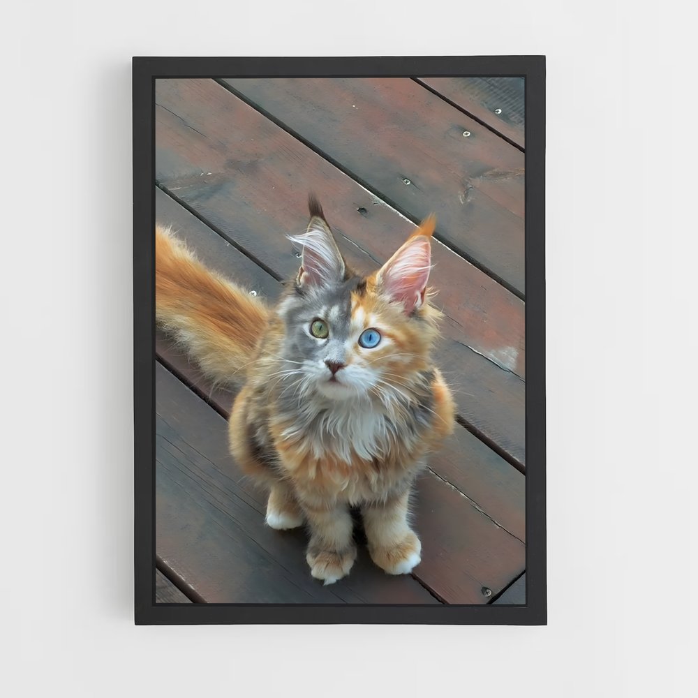 ap-maine coon-4 cadre Noir