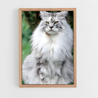 ap-maine coon-6 cadre Bois clair