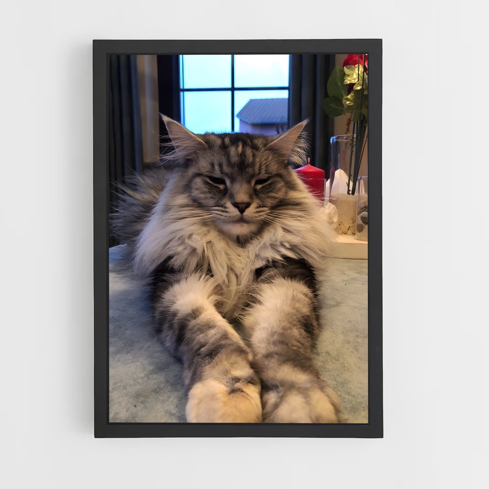 ap-maine coon-9 cadre Noir