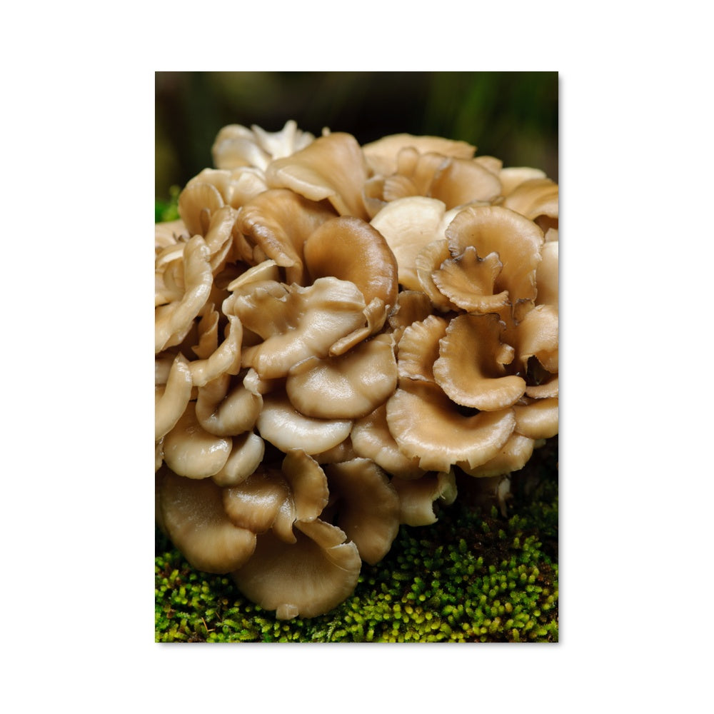 Poster Champignon Majestueux