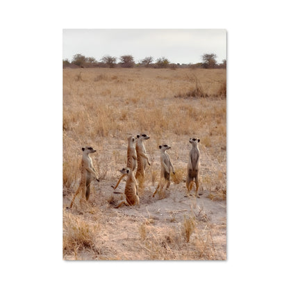 Poster Sentinelles du Makgadikgadi