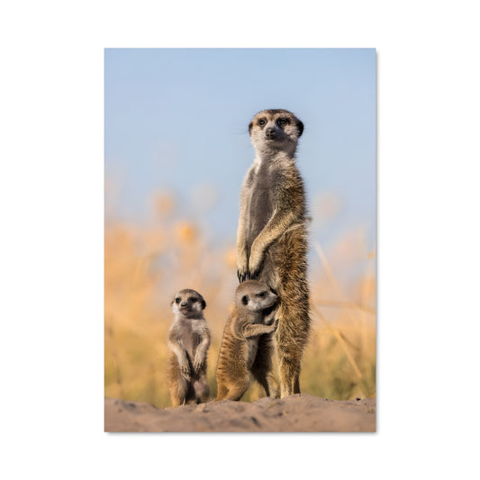 Poster Meerkat Parade