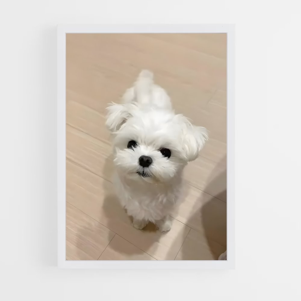ap-maltese-2 cadre Blanc