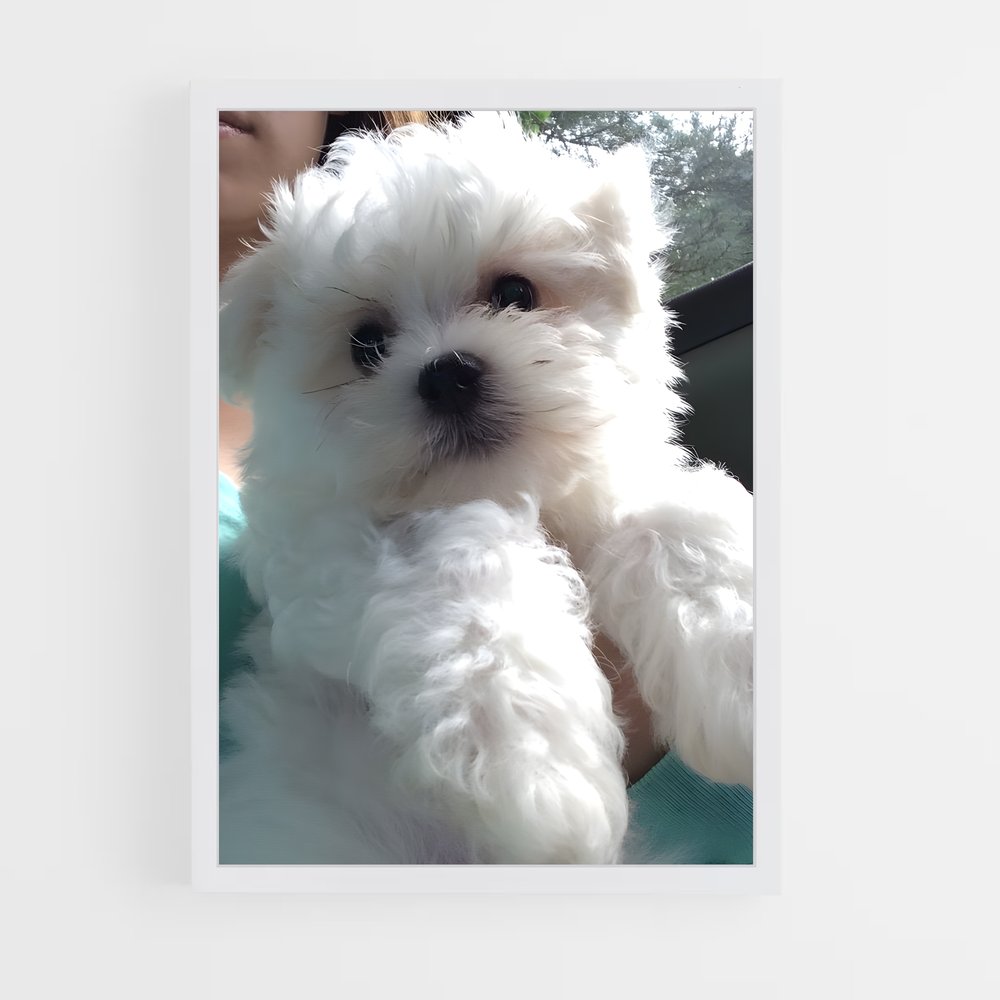 ap-maltese-4 cadre Blanc
