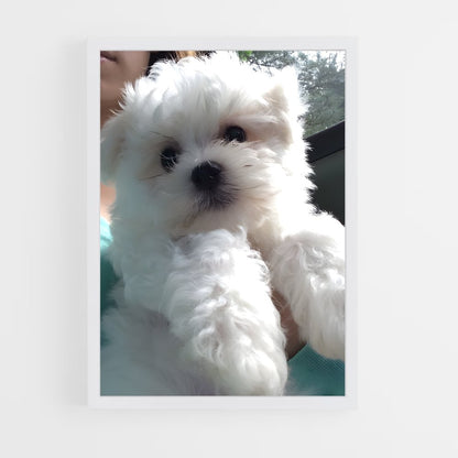 ap-maltese-4 cadre Blanc