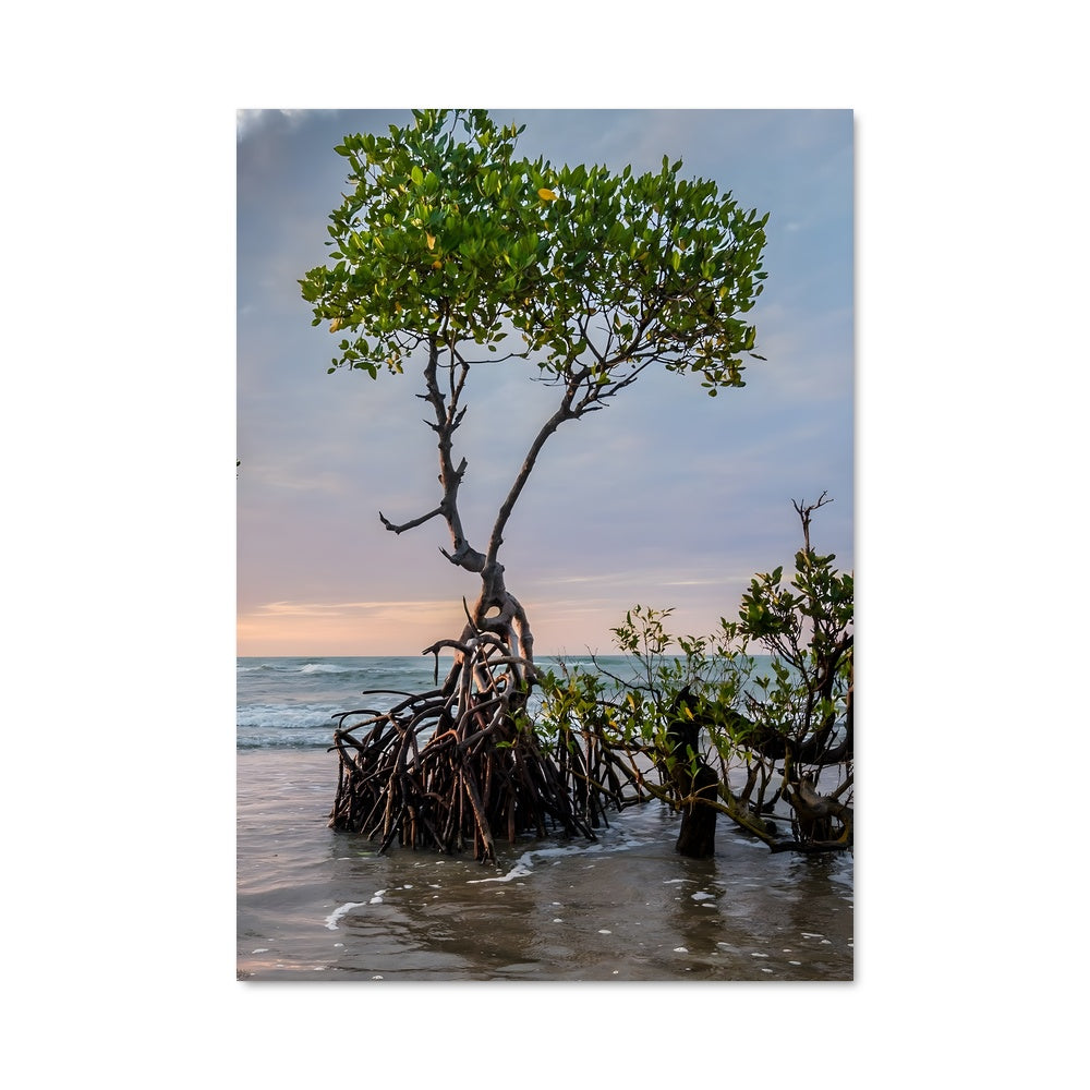 Poster Étreinte de la Mangrove