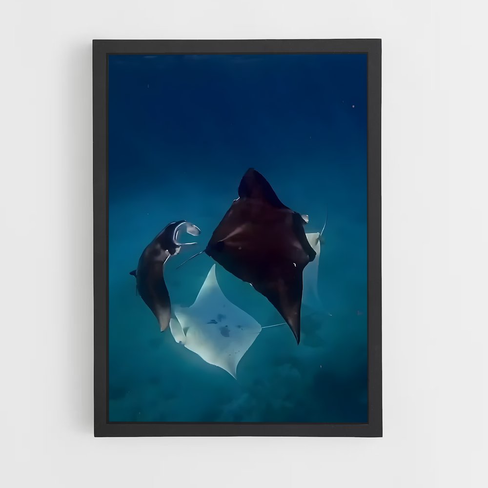 ap-manta ray-2 cadre Noir