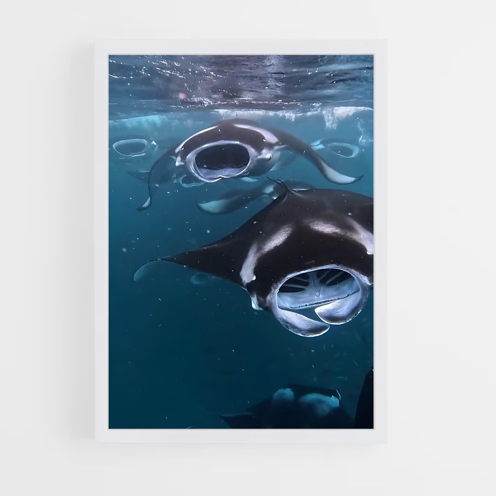 ap-manta ray-4 cadre Blanc