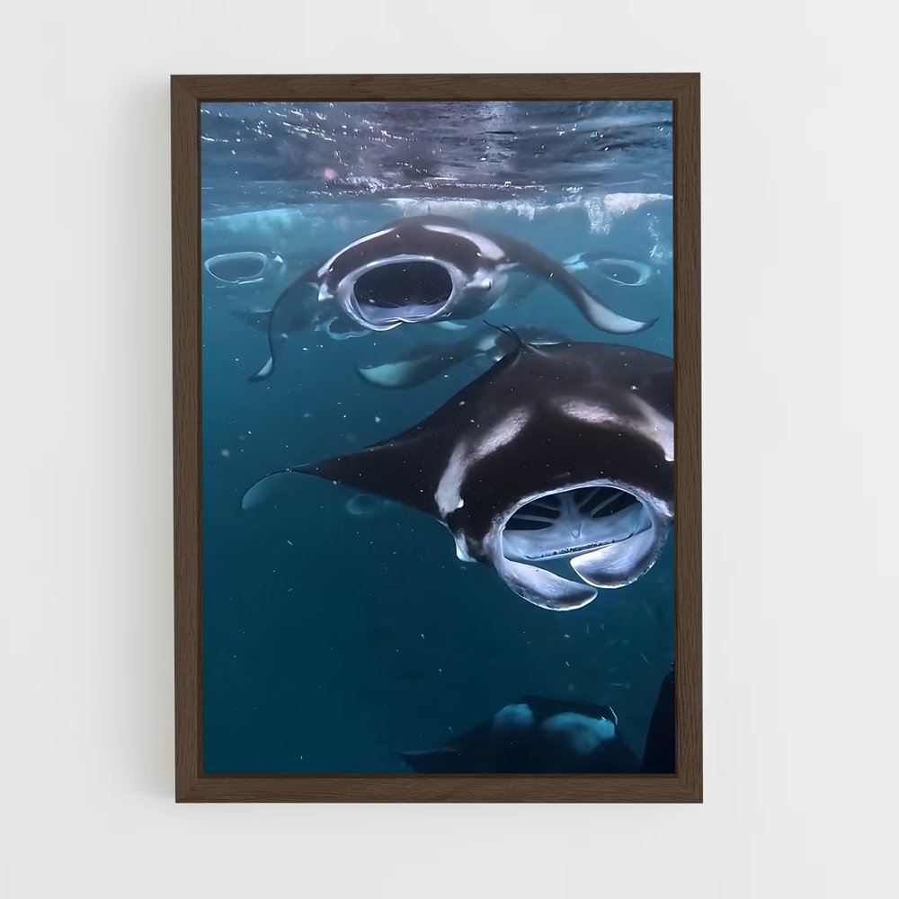 ap-manta ray-4 cadre Bois foncé