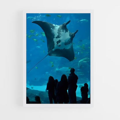 ap-manta ray-5 cadre Blanc