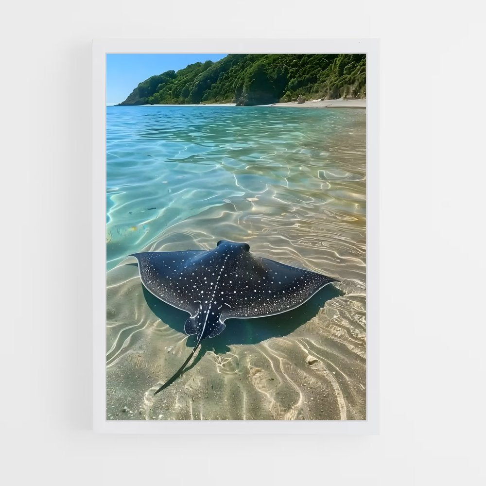 ap-manta ray-6 cadre Blanc