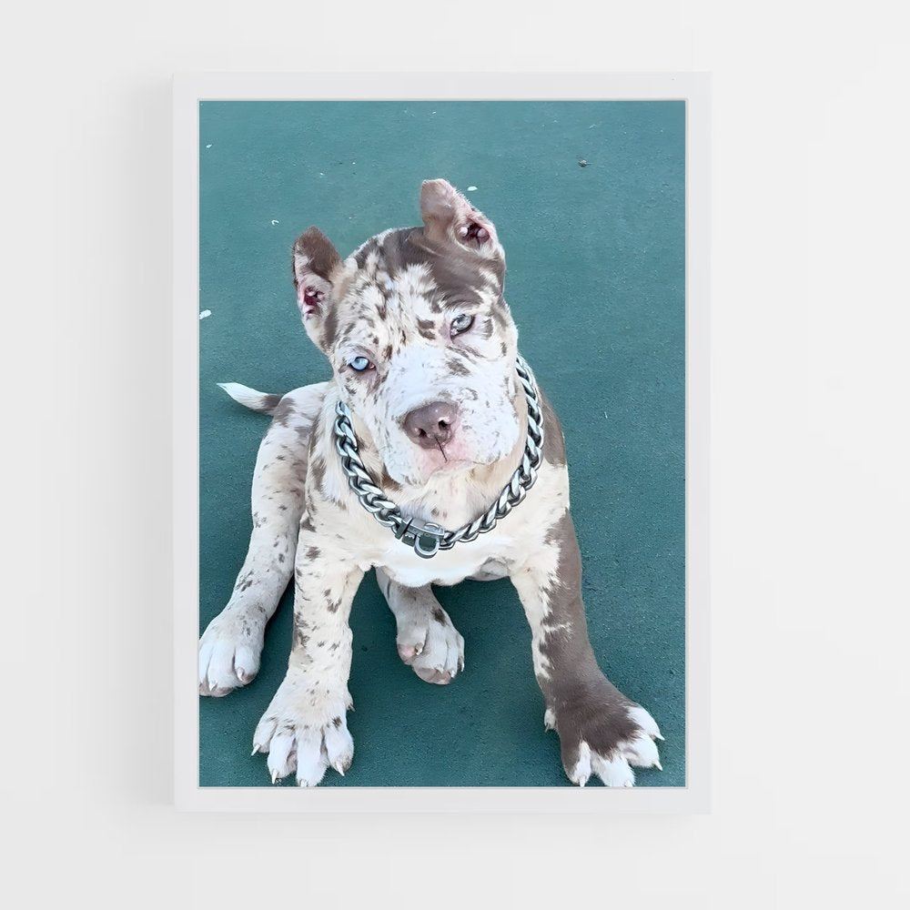 ap-mastiff-2 cadre Blanc