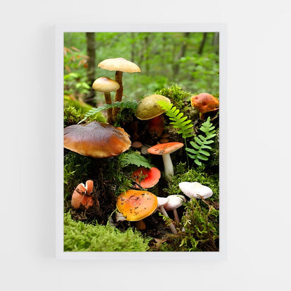 ap-meadow mushroom-5 cadre Blanc