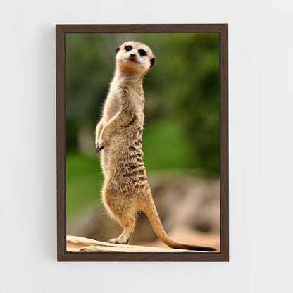 ap-meerkat-8 cadre Bois foncé