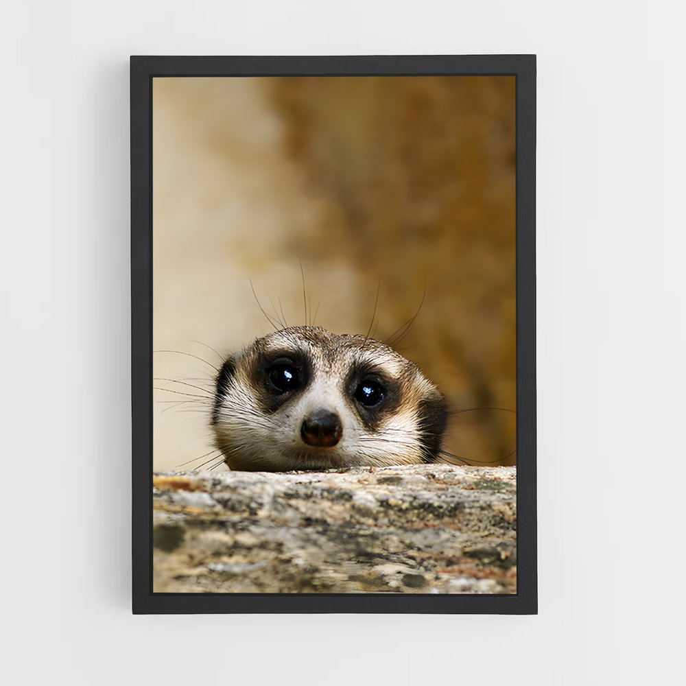 ap-meerkat-9 cadre Noir