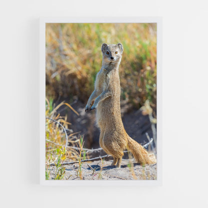 ap-mongoose-2 cadre Blanc