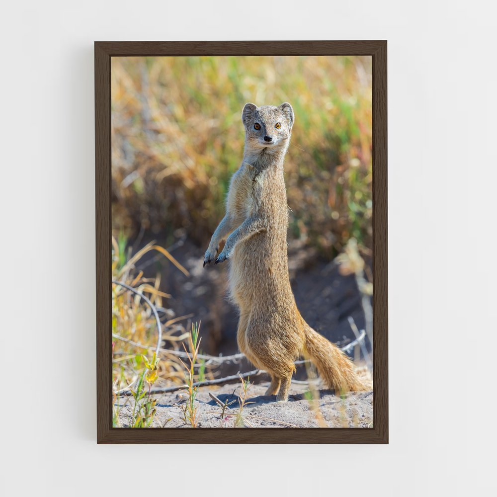ap-mongoose-2 cadre Bois foncé