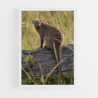 ap-mongoose-4 cadre Blanc