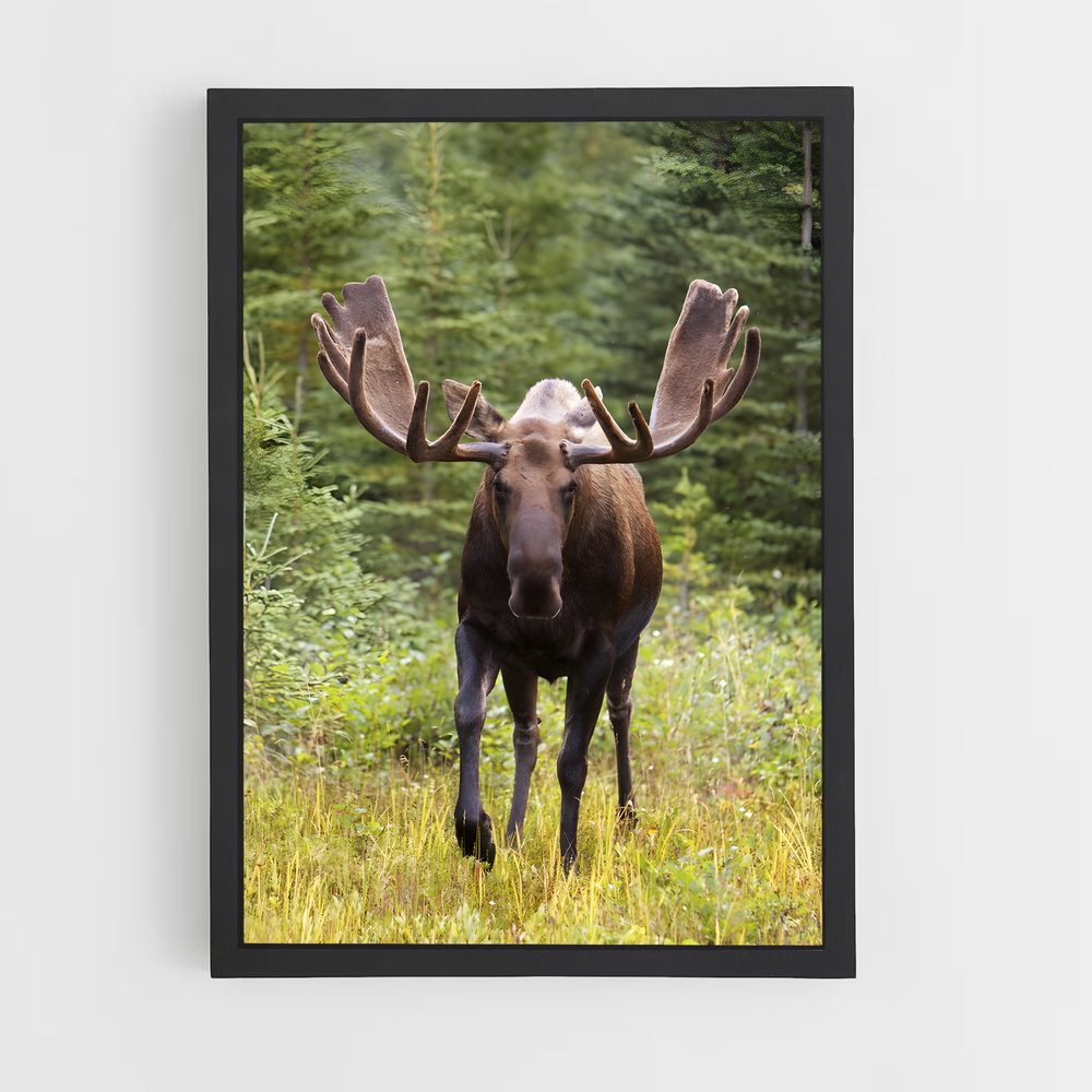 ap-moose-1 cadre Noir