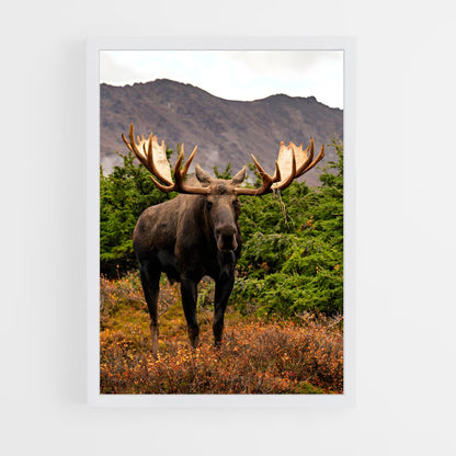 ap-moose-7 cadre Blanc