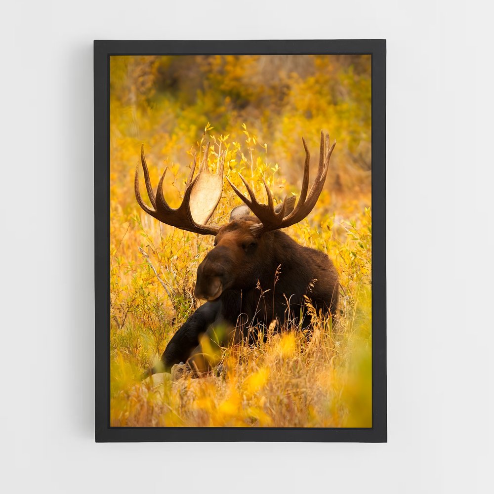 ap-moose-8 cadre Noir