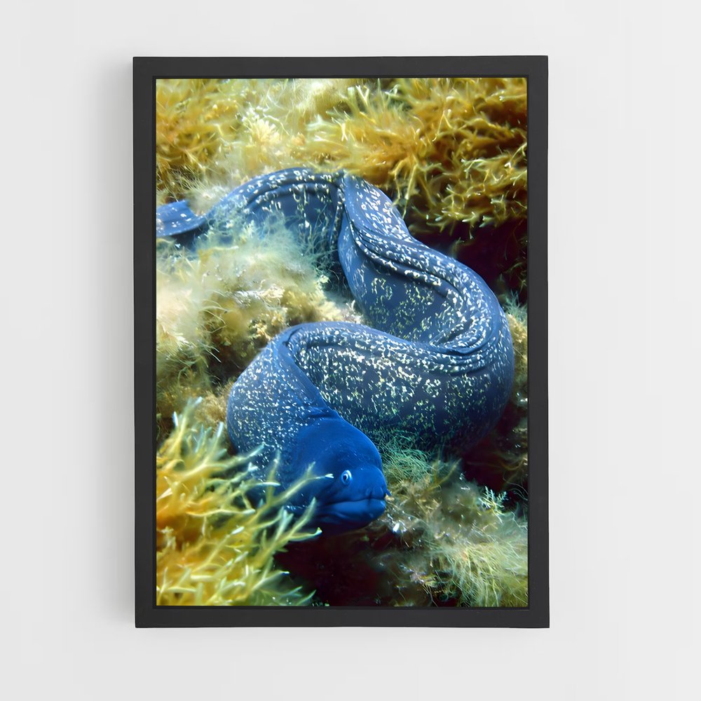 ap-moray eel-2 cadre Noir